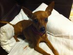 Peanut - Miniature Pinscher Dog