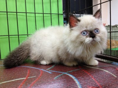 Munchkin Persian - The Napolean - Munchkin Cat