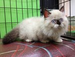 Munchkin Persian - The Napolean - Munchkin Cat