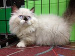 Munchkin Persian - The Napolean - Munchkin Cat