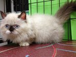 Munchkin Persian - The Napolean - Munchkin Cat