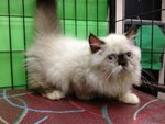 Munchkin Persian - The Napolean - Munchkin Cat