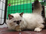 Munchkin Persian - The Napolean - Munchkin Cat