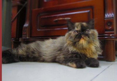 Anjali - Persian + Tortoiseshell Cat