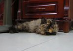 Anjali - Persian + Tortoiseshell Cat