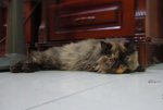 Anjali - Persian + Tortoiseshell Cat