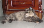 Anjali - Persian + Tortoiseshell Cat