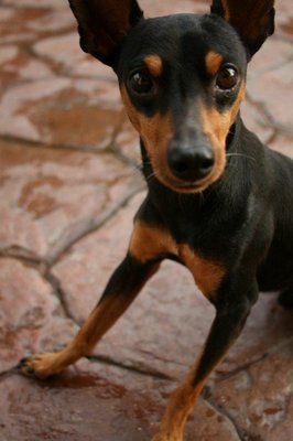 Scott - Miniature Pinscher Dog