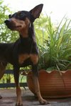 Scott - Miniature Pinscher Dog