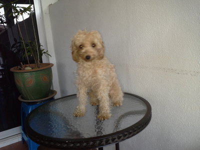 Friendly Playful Poodle - Poodle Dog