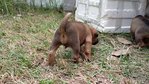 Blicky's Babies (7 Puppies) - Mixed Breed Dog