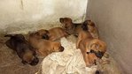 Blicky's Babies (7 Puppies) - Mixed Breed Dog