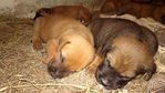 Blicky's Babies (7 Puppies) - Mixed Breed Dog