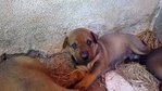 Blicky's Babies (7 Puppies) - Mixed Breed Dog