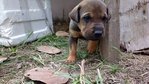 Blicky's Babies (7 Puppies) - Mixed Breed Dog