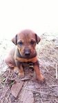 Blicky's Babies (7 Puppies) - Mixed Breed Dog