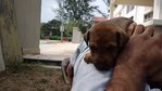 Blicky's Babies (7 Puppies) - Mixed Breed Dog