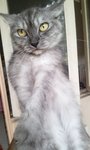 Female Cats-mix Persian - Domestic Long Hair + Persian Cat