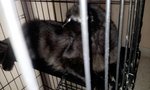 Female Cats-mix Persian - Domestic Long Hair + Persian Cat