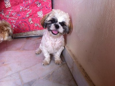 Teddy - Shih Tzu Dog