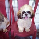 Teddy - Shih Tzu Dog