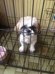 Teddy - Shih Tzu Dog