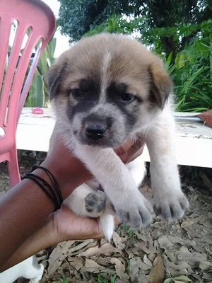 No Name Yet - Mixed Breed Dog