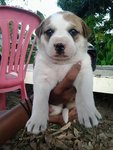 No Name Yet - Mixed Breed Dog