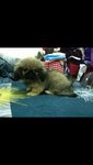 Cutie Pies - Pekingese Dog