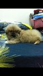 Cutie Pies - Pekingese Dog