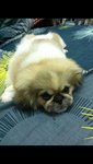 Cutie Pies - Pekingese Dog