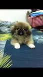 Cutie Pies - Pekingese Dog