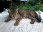Dak Lang  - Domestic Medium Hair Cat