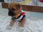 Taro - Mixed Breed Dog