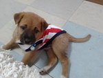 Taro - Mixed Breed Dog