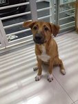 Taro - Mixed Breed Dog