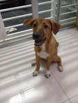 Taro - Mixed Breed Dog