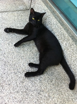 Blackie - Domestic Short Hair Cat