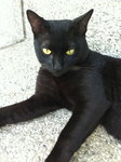 Blackie - Domestic Short Hair Cat