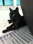 Blackie - Domestic Short Hair Cat