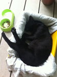 Blackie - Domestic Short Hair Cat