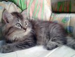 Wawa - Siberian + Maine Coon Cat