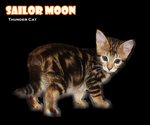 Sailor Moon - Bengal Cat