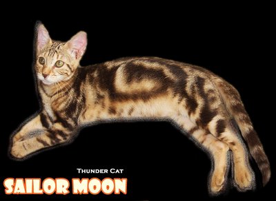 Sailor Moon - Bengal Cat