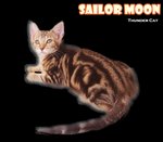 Sailor Moon - Bengal Cat