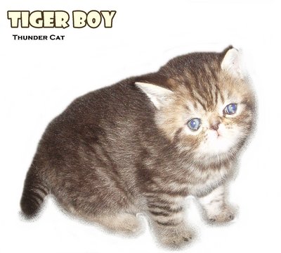 Tiger Boy (Sold) - Exotic Shorthair Cat