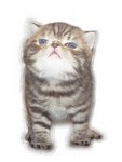 Tiger Boy (Sold) - Exotic Shorthair Cat