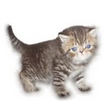 Tiger Boy (Sold) - Exotic Shorthair Cat