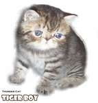 Tiger Boy (Sold) - Exotic Shorthair Cat