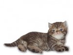 Tiger Boy (Sold) - Exotic Shorthair Cat